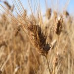 wheat-1452198_640