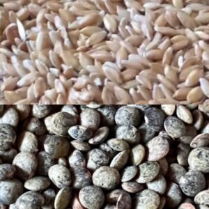 Légumineuses et graines BIO
